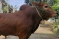 Terkait Kasus Lembu, Dua kali Dipanggil Mangkir, Oknum Anggota DPRD Batubara Akan Dipanggil Paksa